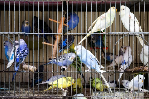stock image Caged Budgerigars
