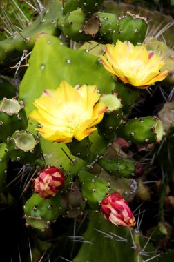 Opuntia ficus-indica