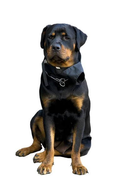 Stock image Female Rottweiler