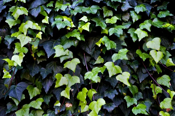 Gemeenschappelijke ivy — Stockfoto
