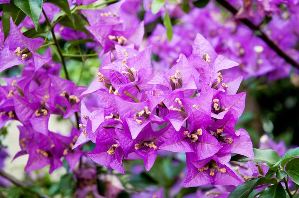 stock image Bougainvillea