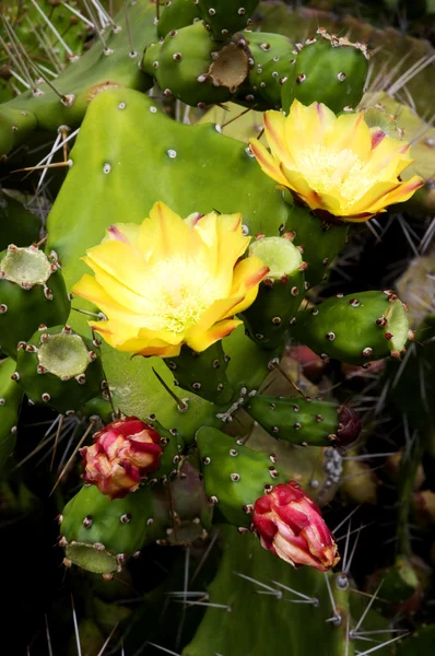 stock image Opuntia ficus-indica