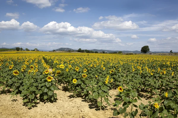 stock image Field of Sunflowers