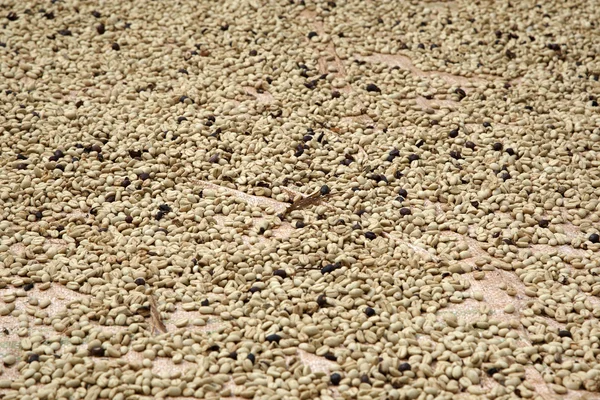 Coffeebeans landscape — Stock Photo, Image