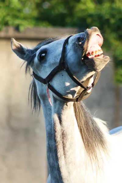 stock image Horse smile