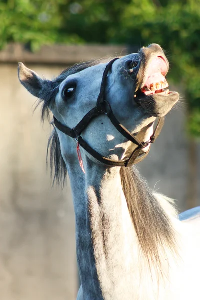 Ló mosoly Stock Kép