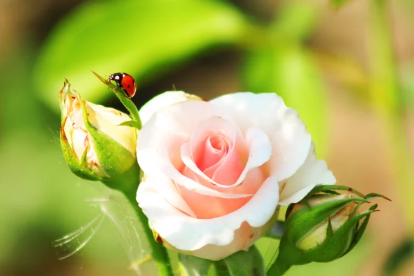무당벌레와 핑크 로즈 스톡 사진