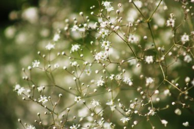 Gypsophila (Babys-nefes)