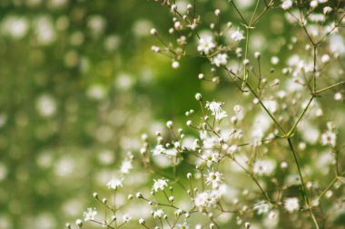 Gypsophila (Babys-nefes)