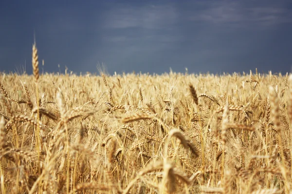 Pšeničné pole Stock Obrázky