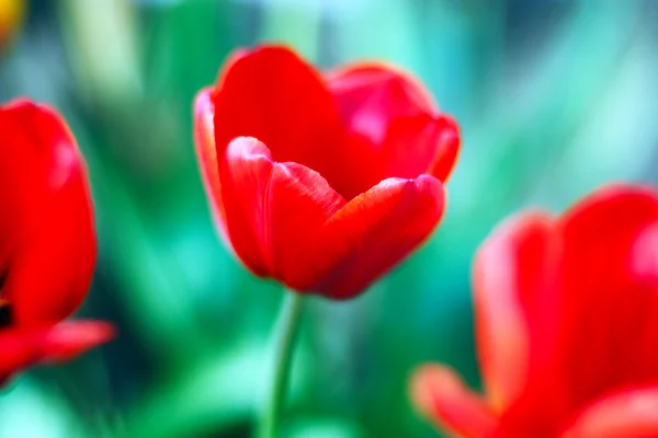 Red tulip — Stock Photo, Image