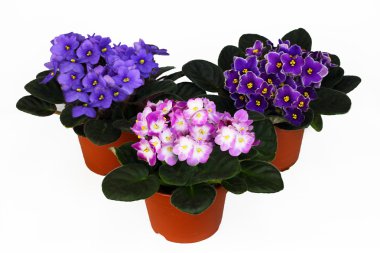 Three violets clipart
