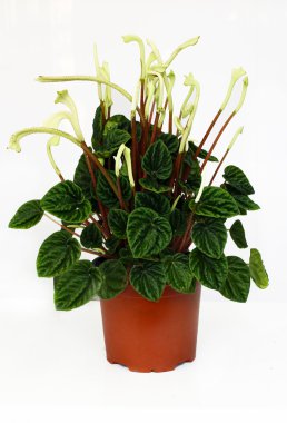Peperomia caperata