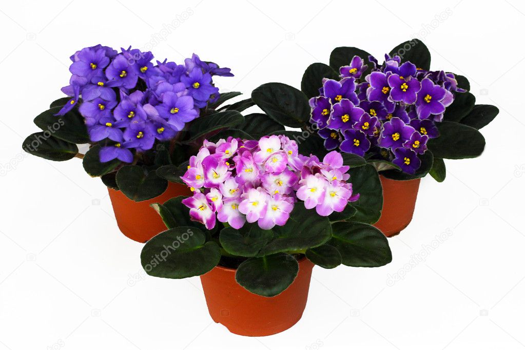 Three violets