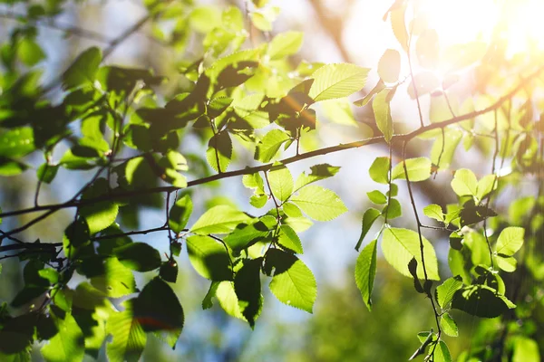 stock image Deciduous tree