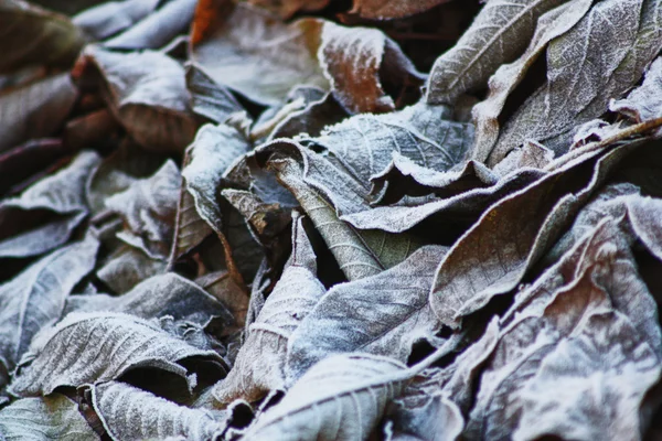 葉の上の霜します。 — ストック写真