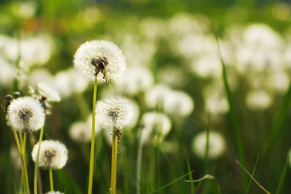 stock image Dandelion field