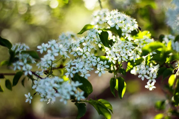 Fiori primaverili — Foto Stock