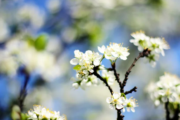 Kirschbaumzweig in voller Blüte — Stockfoto