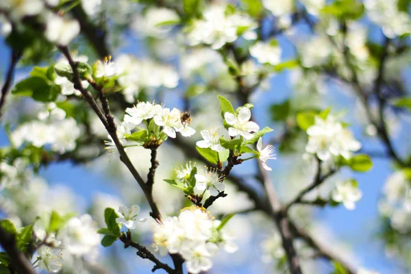 Ramo de cerejeira em flor — Fotografia de Stock