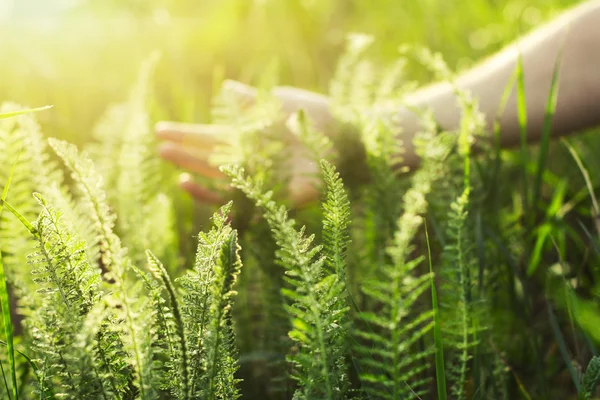 Ręka dotyka trawa zielony — Zdjęcie stockowe