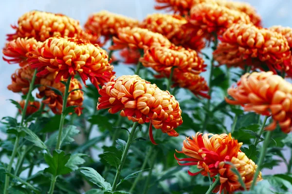 Flores de crisântemo laranja — Fotografia de Stock