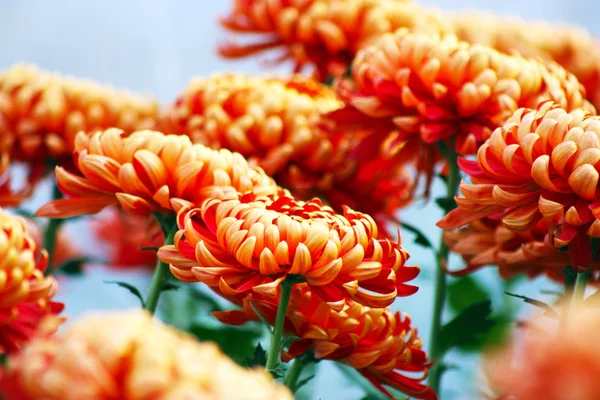 Orange chrysanthemum flowers — Stock Photo, Image