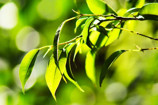 yaprakları ve brokeh etkisi ile arka plan