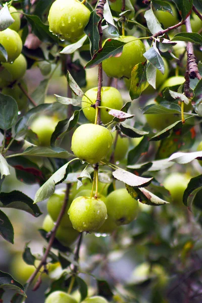 stock image Apple tree with green apples