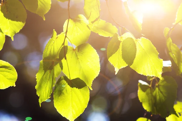 Leaves and sun — Stock Photo, Image