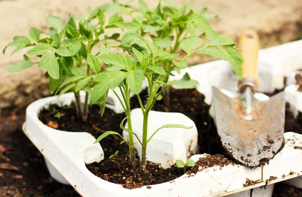 Tuinieren geboorte van plant — Stockfoto