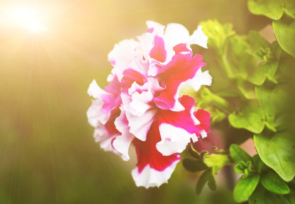 Grandi fiori di Petunia — Foto Stock