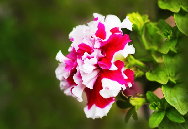 Grandi fiori di Petunia — Foto Stock
