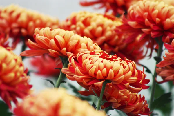 Oranje chrysant bloemen Rechtenvrije Stockfoto's
