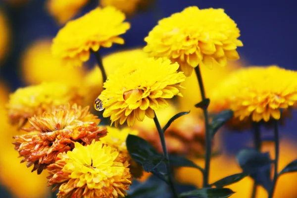 Bouquet of yellow flowers Royalty Free Stock Images