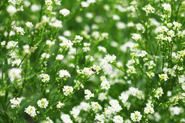 Fehér virágok Stock Fotó