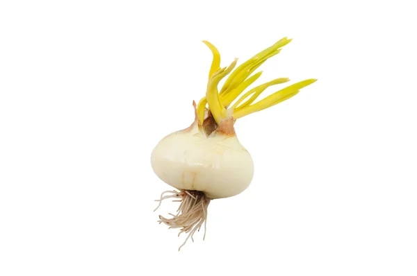 Sprouting onion — Stock Photo, Image