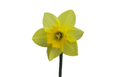 Narcissus flower clipart