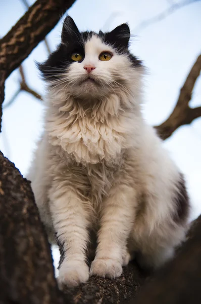 Chat dans l'arbre — Photo