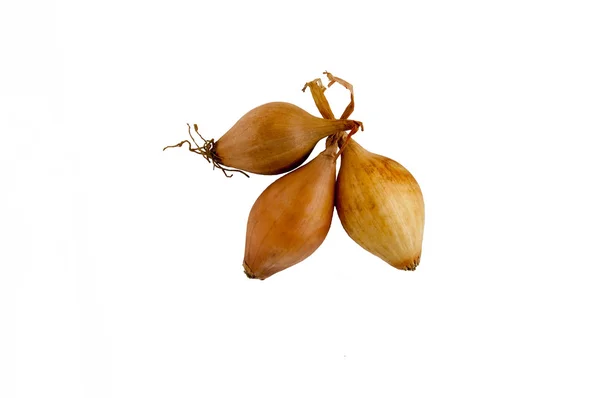 Cebolas para sementeira — Fotografia de Stock