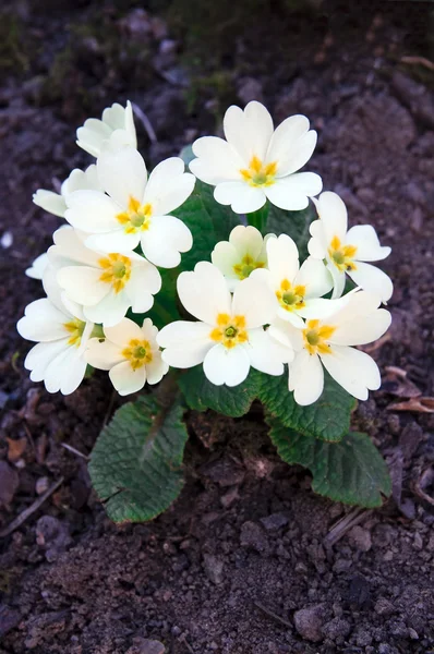White primrose — Stock Photo, Image