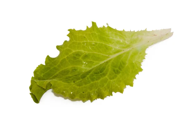 Leaf lettuce — Stock Photo, Image