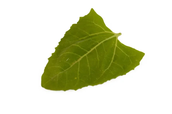 Соррельский лист — стоковое фото