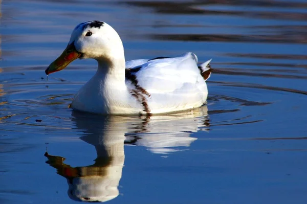 Mirror duck — Stock Photo, Image