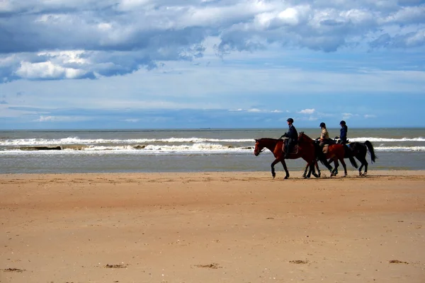 Koně na pláži — Stock fotografie