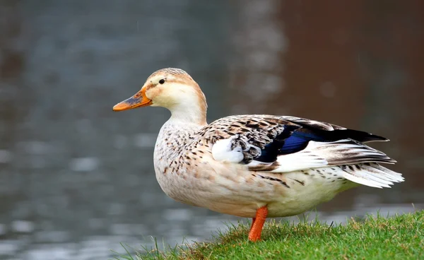 Duck looking at the water — Stock Photo, Image
