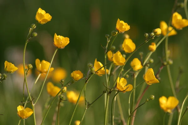 stock image Buttercup