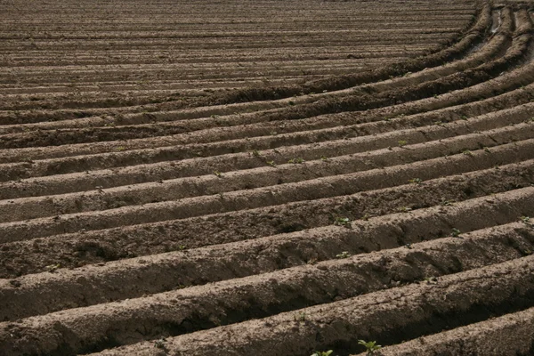 Field with potato plants — Stock Photo, Image