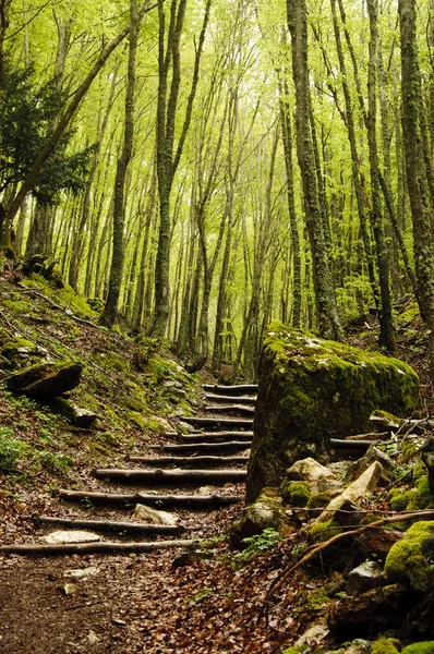 Stair in the wood — Stock Photo, Image