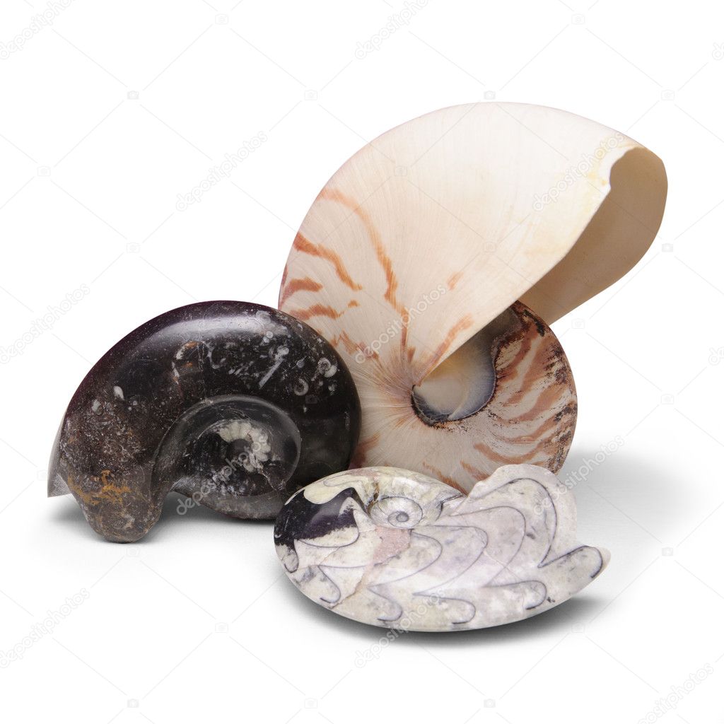 Ammonite fossils and nautilus shell